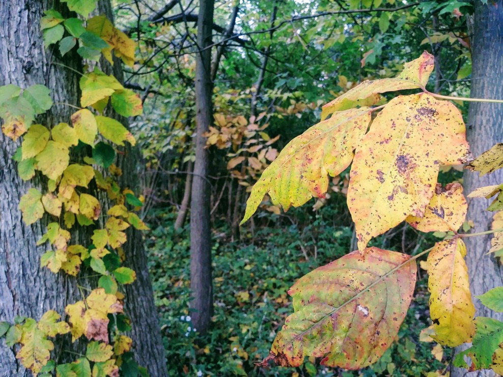 Plants to Avoid when Camping with Push and Pull Wagons